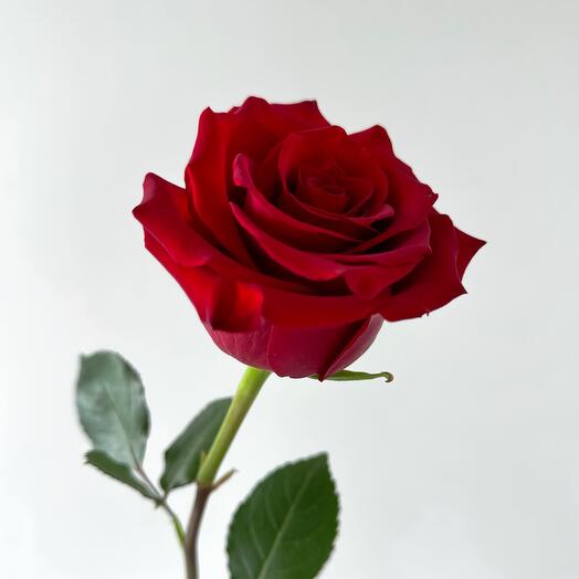 Red rose 70cm