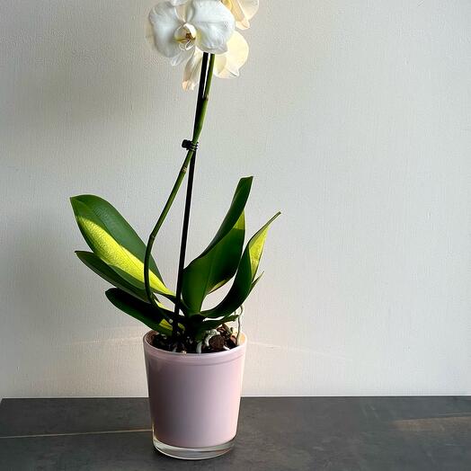Orchid Phalaenopsis