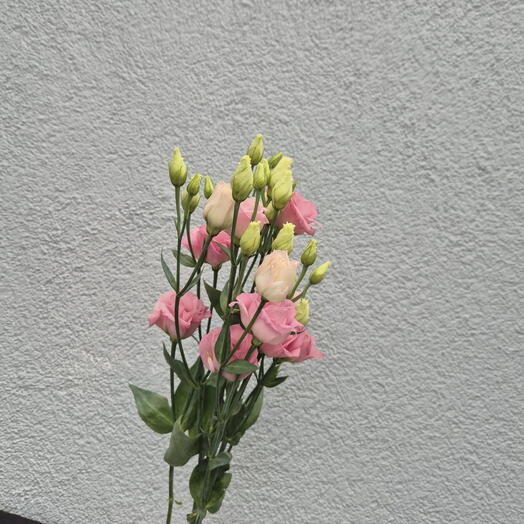 Lisianthus rosa Elige entre 9 tallos