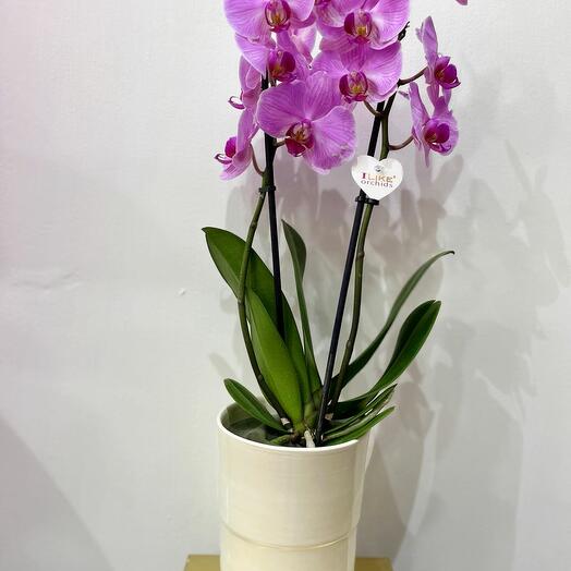 2 Stem Orchid in a Pot