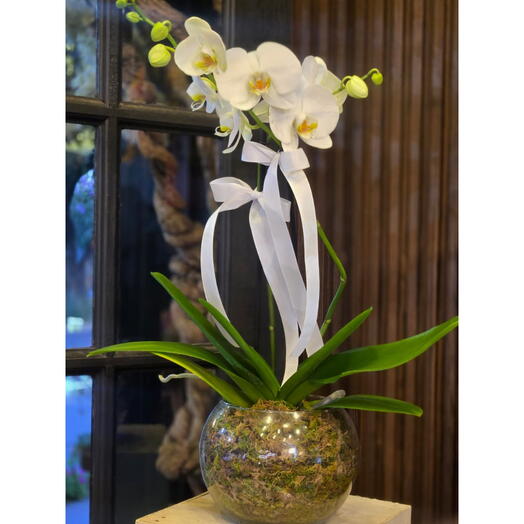 White Orchid