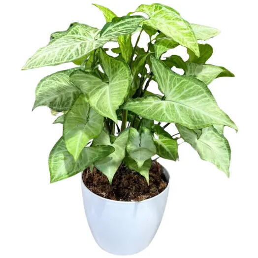 PLANTA SYNGONIUM
