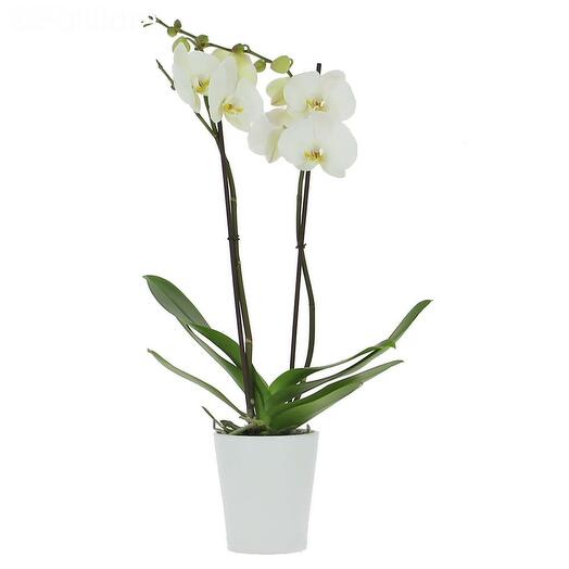 White exotic orchid plant