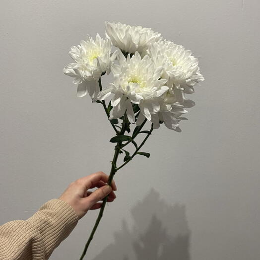 Chrysanthemum