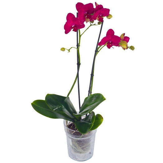 Орхідея одностеблова фіолетова