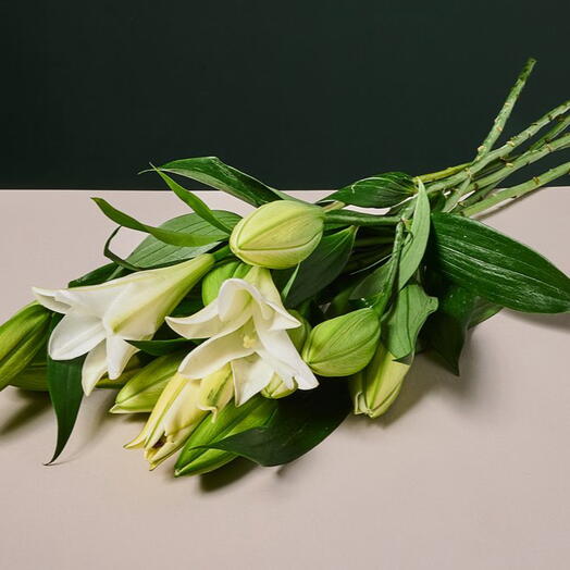 באנץ׳ שושן צחור