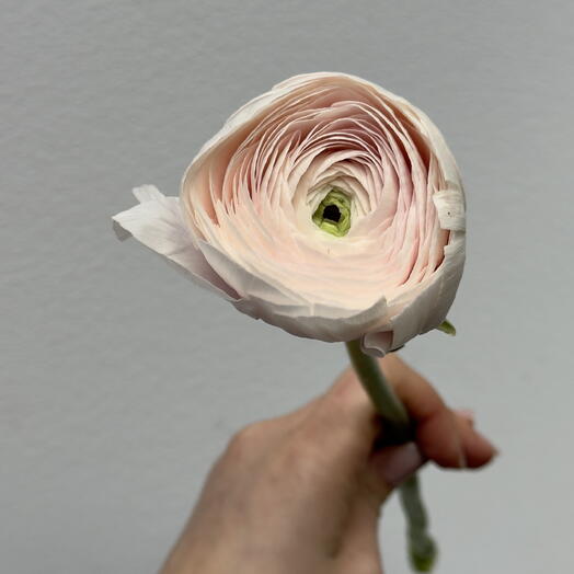 Ranunculus
