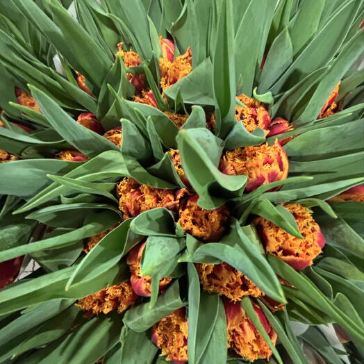 Fringe Tulips last minute