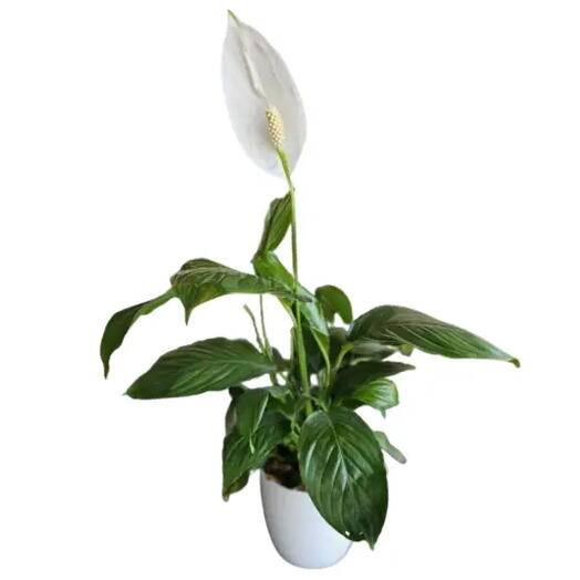 PLANTA SPATIPHYLLIUM LIRIO DE LA PAZ