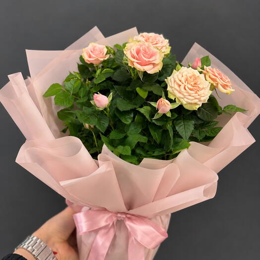 Roses XL