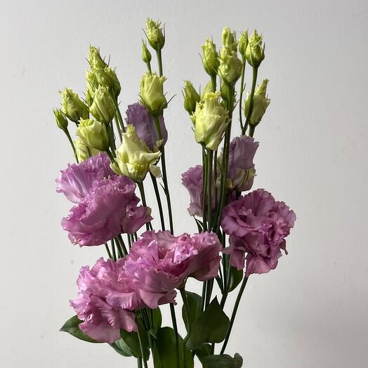 Eustoma Julius Grape