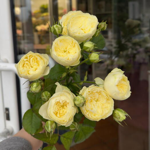 Bushy cream peony-shaped Rose