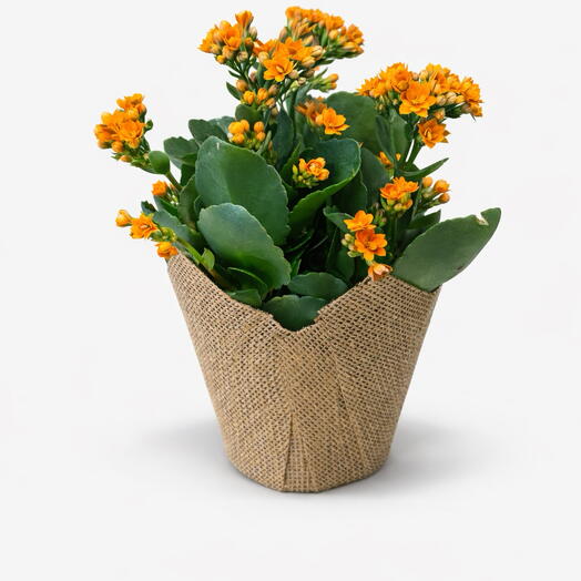 Kalanchoe orange