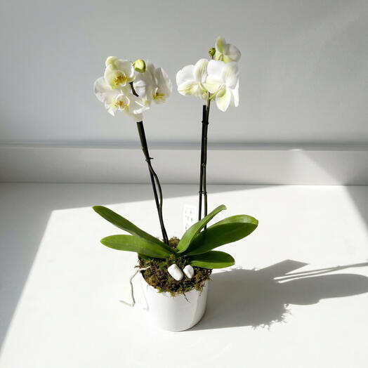 Orquidea Blanca Phalaenopsis Shyra en Base Ceramica – Planta Elegante y Zen