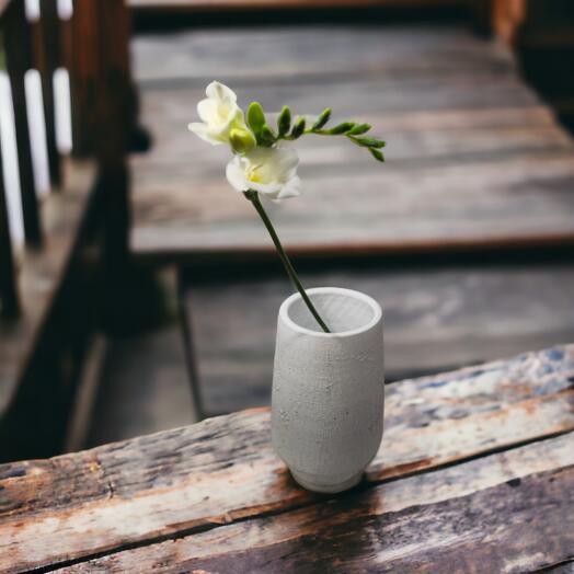 Freesia (Mixed Colours), price is indicated per stem