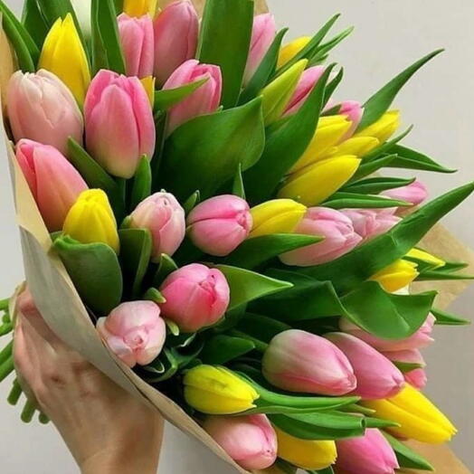 Tulips double colors