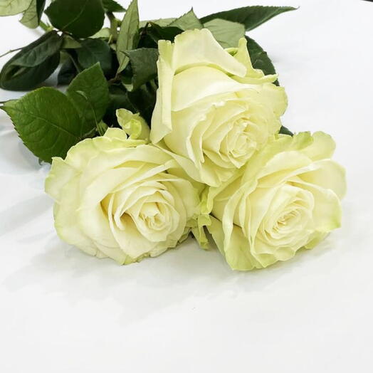 Ecuador white rose premium 3pc