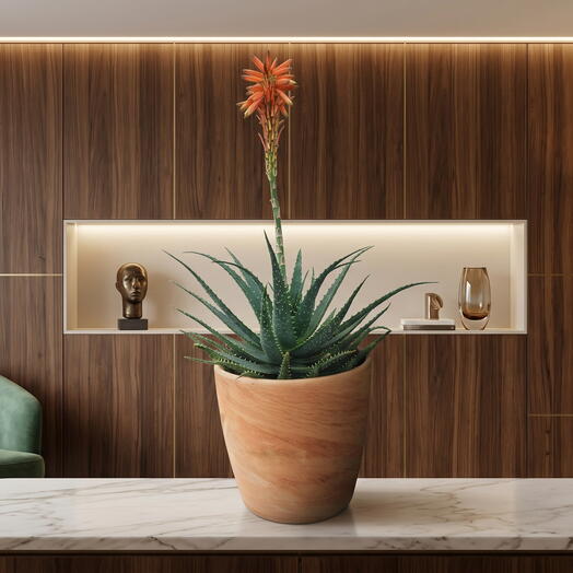 Aloes Arborescens with pot