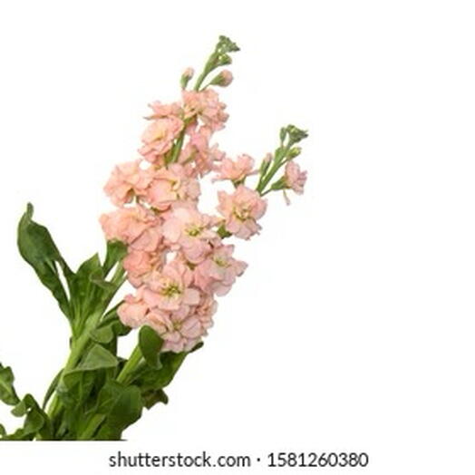 Rosa 3