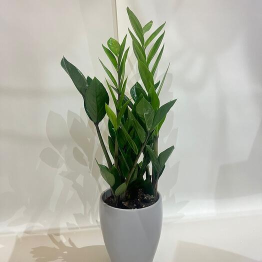Zamioculcas Zamiifolia in pot - smaller