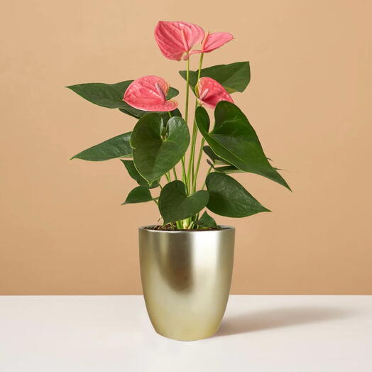 Rózsaszín anturium