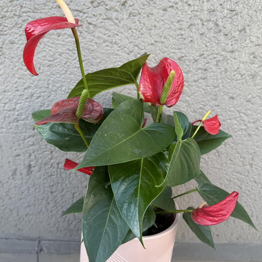 Red anthurium in a cream cover