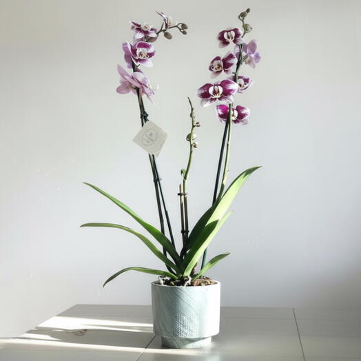 Orquidea Phalaenopsis Bicolor en Maceta Decorativa