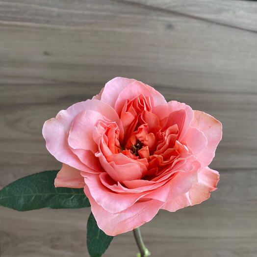 Peony Ecuador Rose