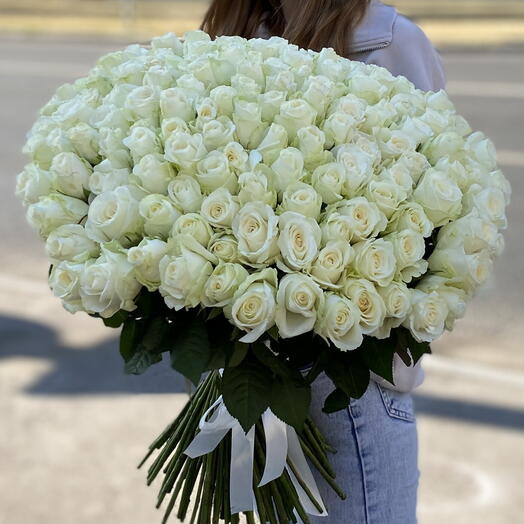 151 trandafiri albi 60 cm