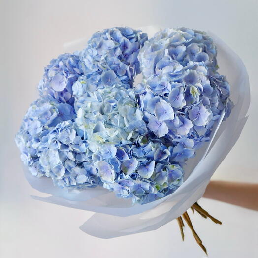 Ortensie blu - 9