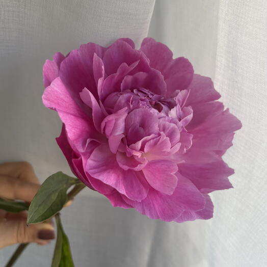 Peony fresh flowers