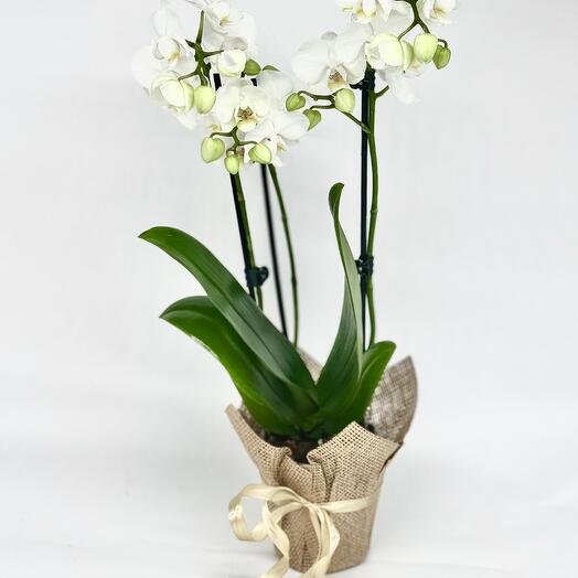 White orchid