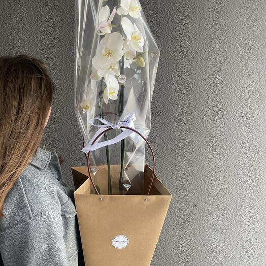 Orchid 80 cm in a giftbag