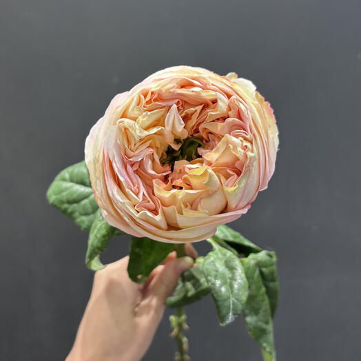 Сливочно-выраженный садовый розовый цвет