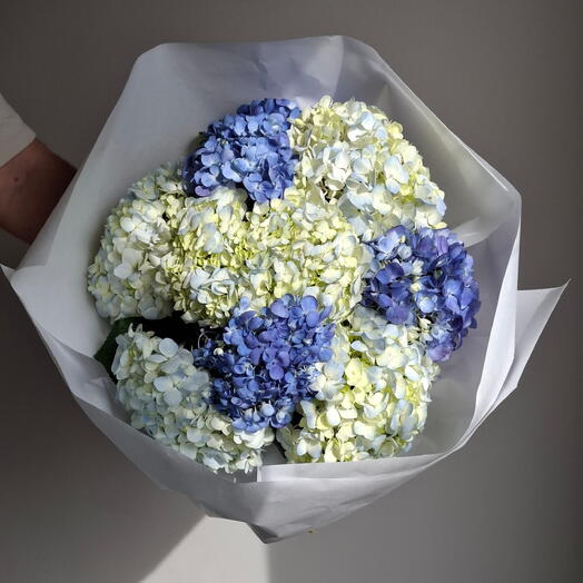 Hortensia mix blue
