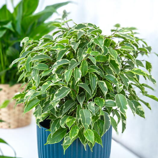 Ficus benjamina  Samantha  ~ 30cm