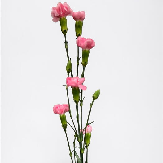 Carnation spray pink