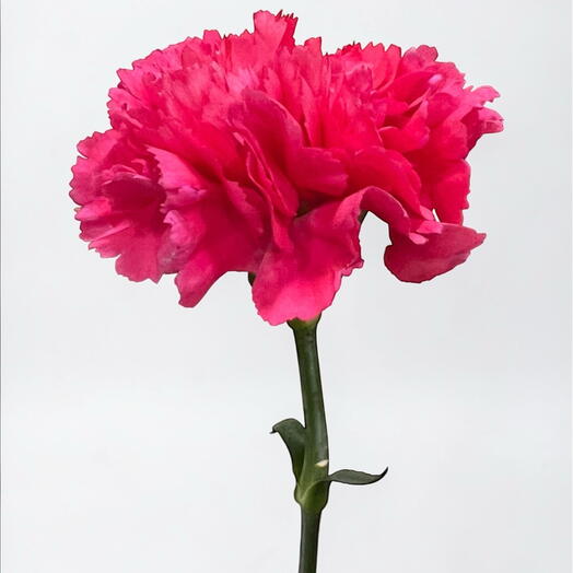 Carnation dark pink