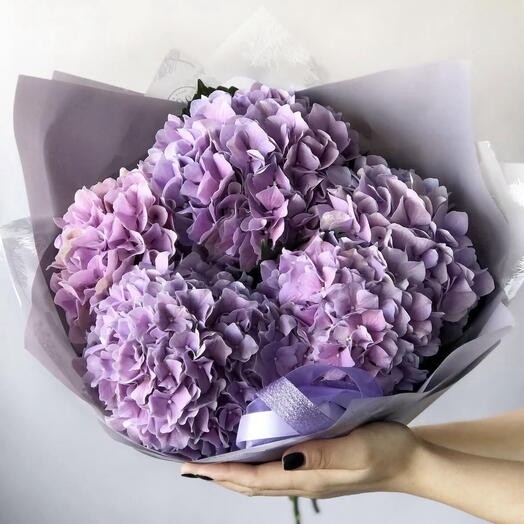 Hortensia Lilac five