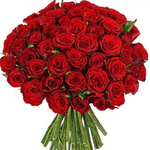 50 Red Roses Freedom