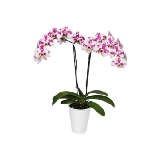 Orquidea Moteada 2 varas