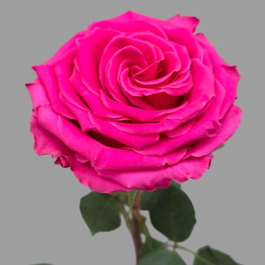 Hermosa rosa frambuesa