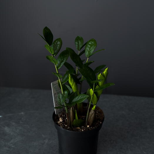 Zamioculcas – 6" Pot