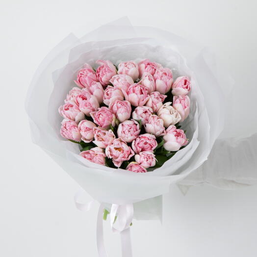 Tulips pink double 31