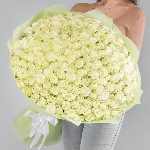 151 trandafiri albi 100 cm