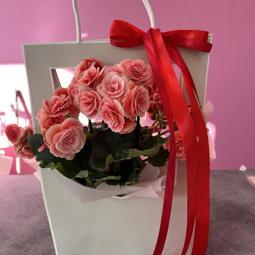 Begonia in a gift bag