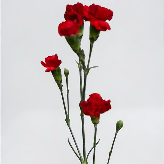 Carnation spray red