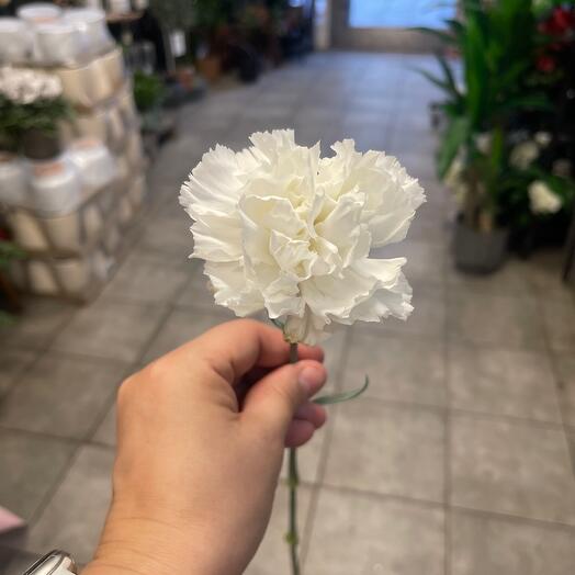 White carnation