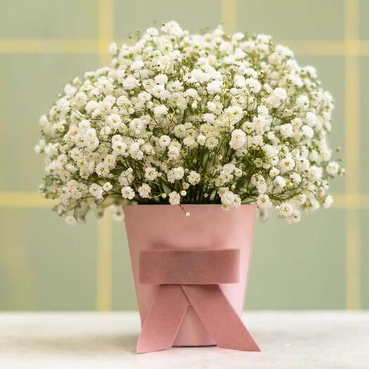 Gypsofila v krabicce - Pohlazeni