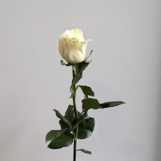 White rose